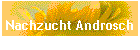 Nachzucht Androsch